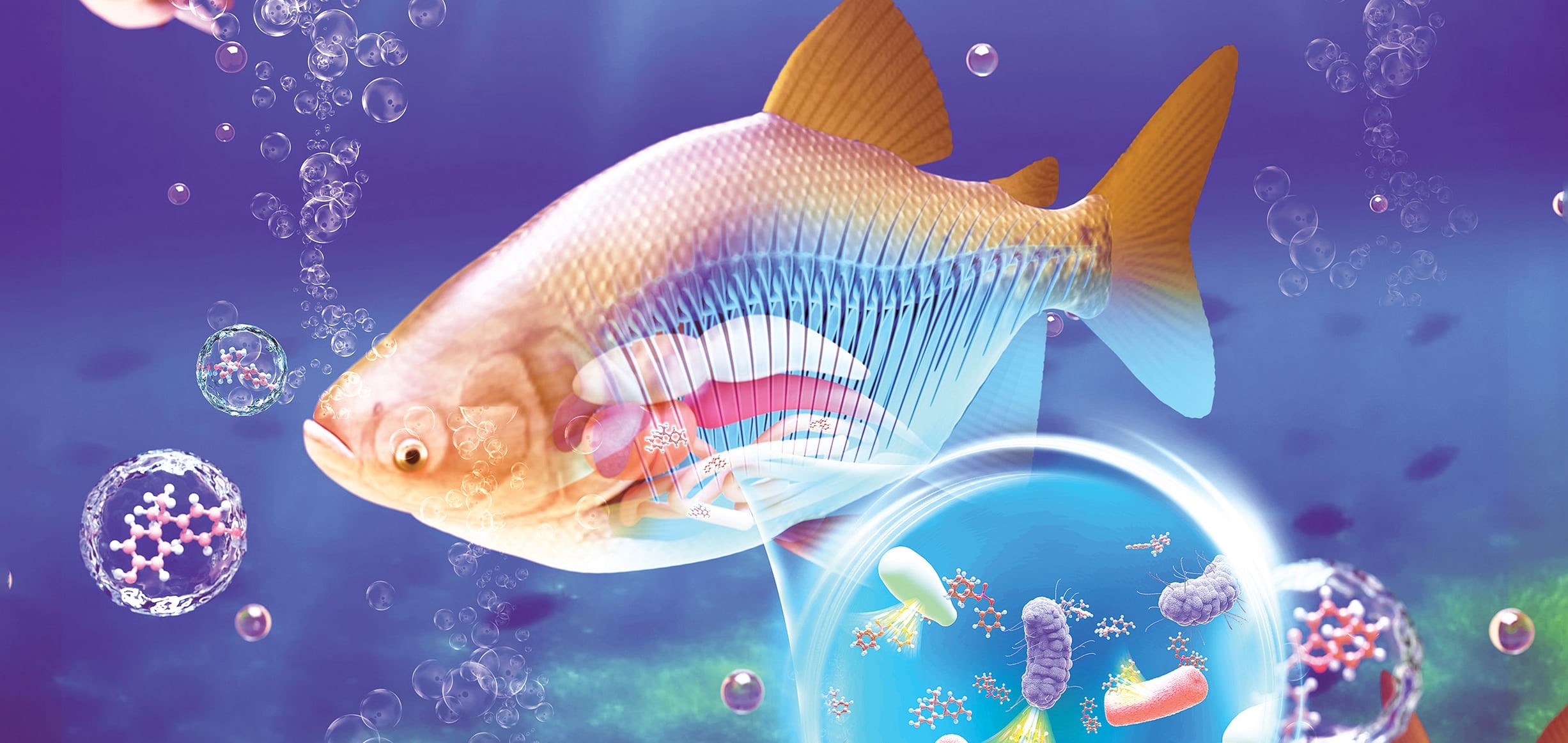 LetPub Journal Cover Art Design - Role of Gastrointestinal Microbiota from Crucian Carp in Microbial Transformation and Estrogenicity Modification of Novel Plastic Additives